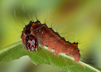 Acronicta thoracica Ultimate