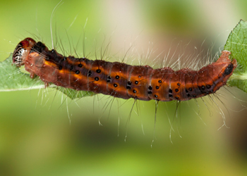 Acronicta thoracica dorsal