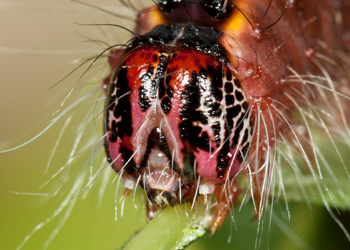 Acronicta thoracica head