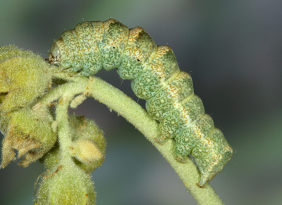 Ponometia sp.1