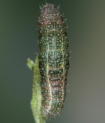 Cobubatha dividua lateral