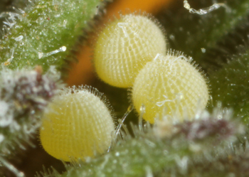 Cobubatha dividua eggs