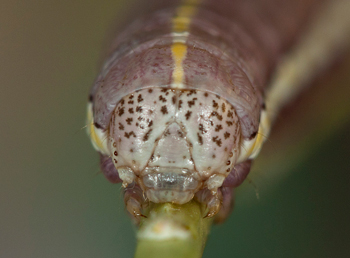 Cucullia basipuncta head