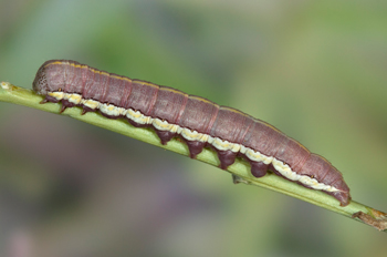 Cucullia basipuncta pink