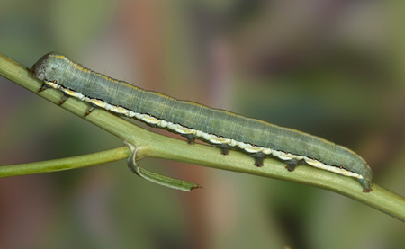Cucullia basipuncta