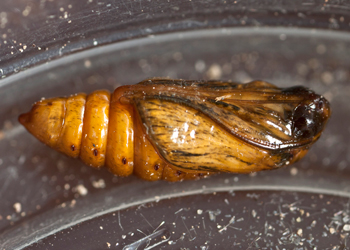 Cucullia cucullioides pupa