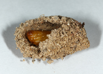 Cucullia cucullioides cocoon