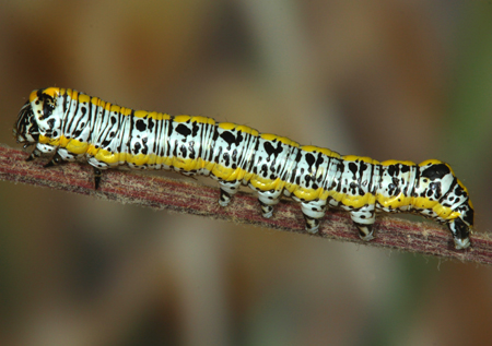 Cucullia sp.3