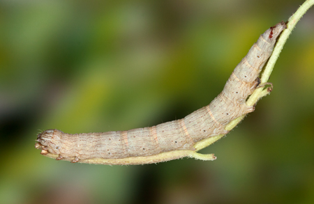 Drasteria ochracea