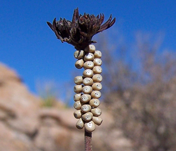 Hemileuca electra eggs
