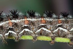 Hemileuca electra morph