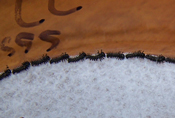Hemileuca electra 1stInstar