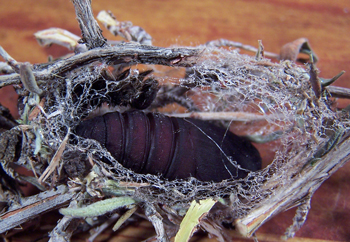 Hemileuca electra cocoon