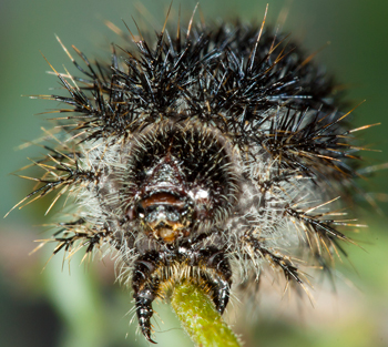 Hemileuca electra head