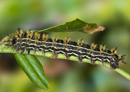 Hemileuca eglanterina