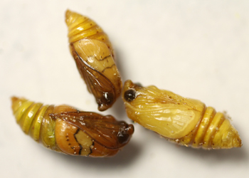 L. hachita pupa