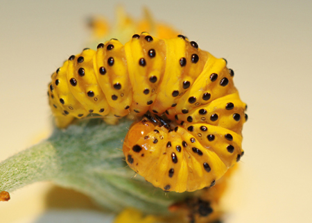 Lineostriastiria hachita