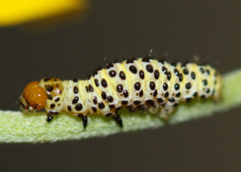 Lineostriastiria hachita early instar