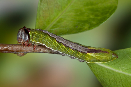 Litodonta