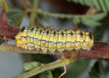 Neoilliberis fusca subdorsal