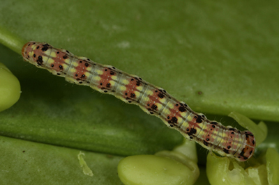 Schinia luxa