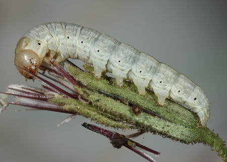 Schinia niveicosta