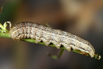 Cucullia cucullioides Ultimate stage