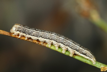 Cucullia cucullioides Penultimate