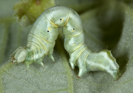 Tarache idella