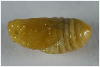 Triprocris yampai pupa