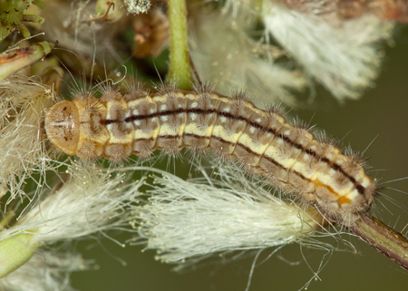 Zygaenidae sp.2