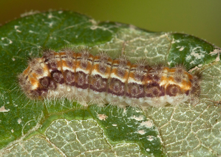 Zygaenidae sp.3