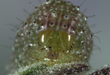 Cobubatha dividua head